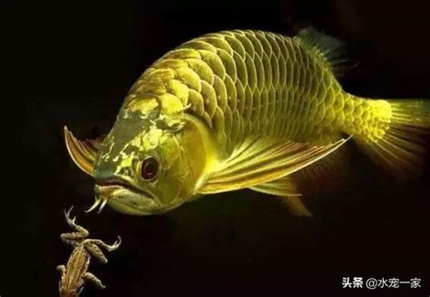 龍魚水溫|龍魚需要加溫嗎，需要加熱棒嗎